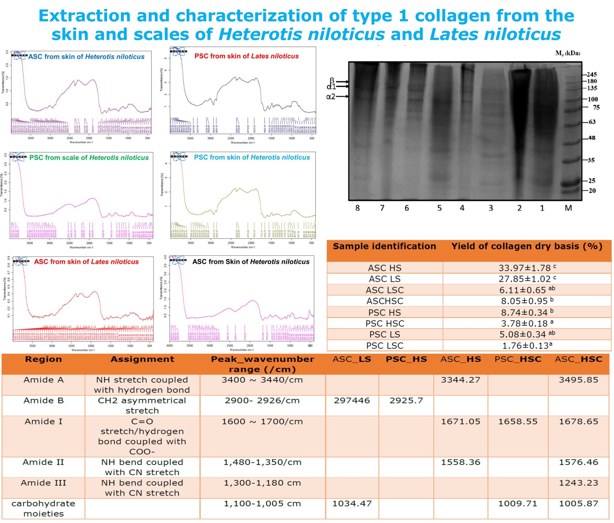 Extraction and characterization of type 1 collagen from the skin and ...