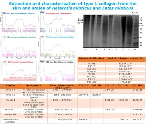 Extraction and characterization of type 1 collagen from the skin and ...
